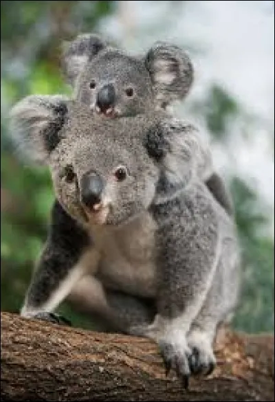 Quelle est la taille d'un koala à sa naissance ?