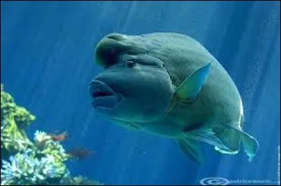 Ce poisson des récifs autrement appelé Napoléon, a une taille moyenne de 60 cm mais il peut toutefois atteindre une taille impressionnante pour un poisson. Laquelle ?