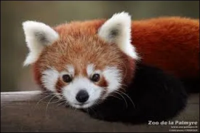 Répondez par vrai ou faux : le panda roux est nocturne.