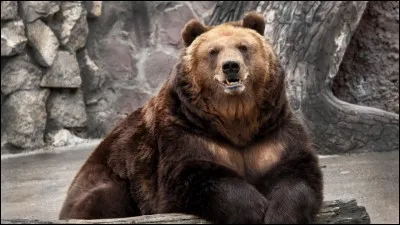 Je fus transformé en ours après en avoir tué un pour venger la mort de mon frère. Depuis, j'ai appris à vivre parmi eux.