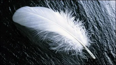 Sans une plume comme celle-ci, jamais il n'aurait eu le courage de s'envoler.