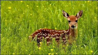 Suite au décès tragique de sa mère, tuée par des chasseurs, il devra apprendre à vivre sans elle.