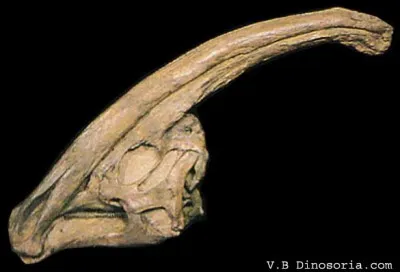 Comment Parasaurolophus utilisait-il sa cr&ecirc;te ?