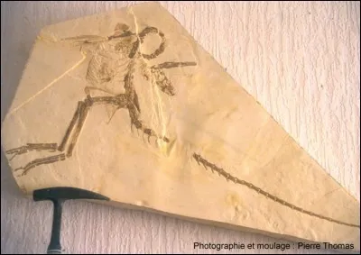 Le deuxi&egrave;me exemplaire connu au monde de Compsognathus, d&eacute;couvert en 1971 dans les calcaires lithographiques du Sud-Est de la France, est un fossile assez extraordinaire. Quel tr&eacute;sor nous offre-t-il ?