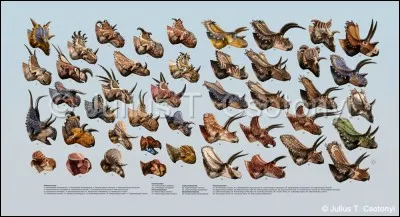 Chez les ceratopsiens, on distingue actuellement trois sous-familles. Lesquelles ?