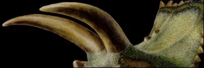 Comment appelle-t-on les deux cornes au-dessus des yeux de la plupart des ceratopsiens ?