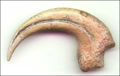 Les griffes des th&eacute;ropodes sont prolong&eacute;es par une structure corn&eacute;e.