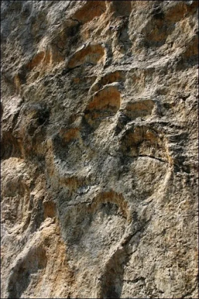 Comment appelle-t-on la branche de la pal&eacute;ontologie qui constitue &agrave; &eacute;tudier les empreintes fossilis&eacute;es ?