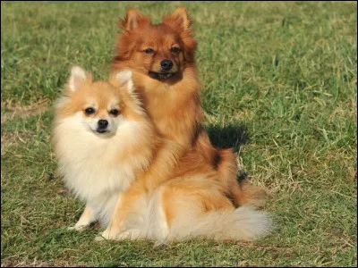 Aimes-tu les animaux ?