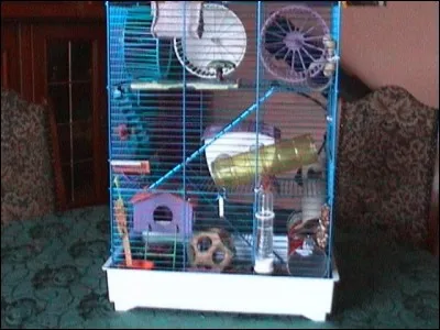 Quelle chose ne se trouve pas dans la cage d'un hamster ?
