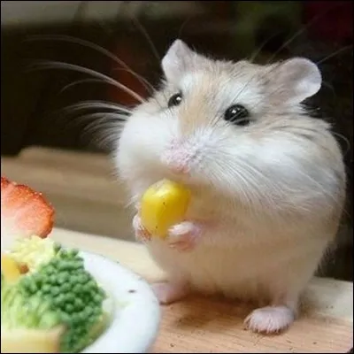 Quels fruits et l&eacute;gumes le hamster peut-il manger ?