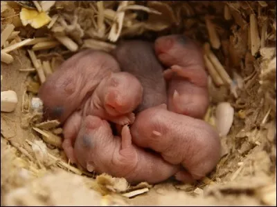 &Agrave; leur naissance, les b&eacute;b&eacute;s hamsters russes p&egrave;sent :