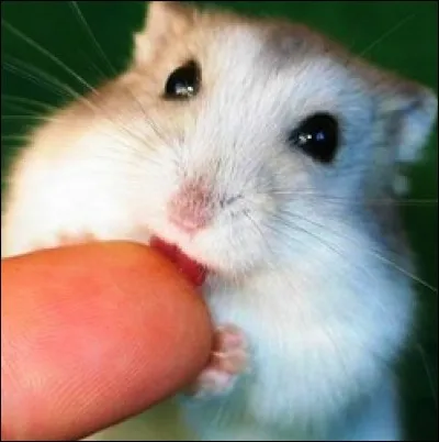 Que fait le hamster qui te l&egrave;che la main ?