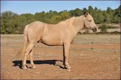 Quel est le nom de cette robe ?