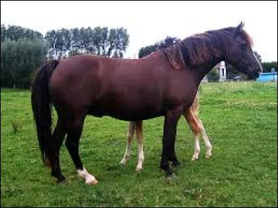 Quel est le nom de cette robe ?