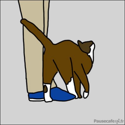 Quand un chat se frotte contre vos jambes, cela signifie ...