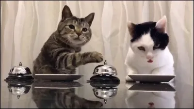 Combien de fois faut-il donner de la patée au chat par jour ?