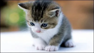 Quand un chat naît, au bout d'un moment, il faut le tatouer (pour prouver que ce chat n'est pas sauvage et pour pouvoir retrouver son chat s'il est perdu). A partir de quand peut-on le faire ?