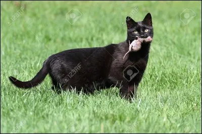 Quand votre félin arrive avec une proie (souris, oiseau...) et qu'il rentre dans votre maison avec cette dernière, cela signifie ...