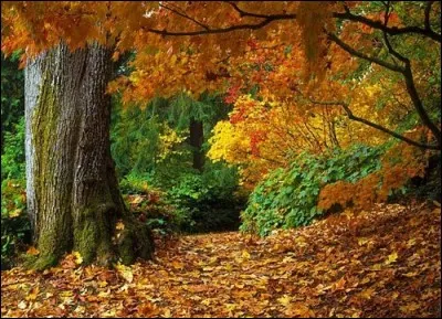 Qui chantait "Il était beau comme un enfant, fort comme un homme, et j'ai compté en le voyant, mes nuits d'automne" ?