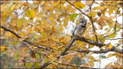 Qui décrit l'automne en chantant "Un soleil palissant jette encore sa lumière sur un oiseau errant qui fuit devant l'hiver, au retour de l'automne", en se demandant "Restera-t-il encore un peu de notre amour ?" ?