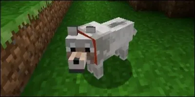 Comment apprivoise-t-on un loup ?