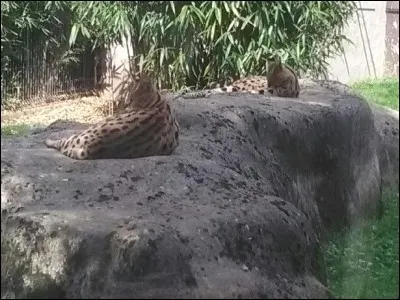 Quel atout de chasse aurais-tu ?