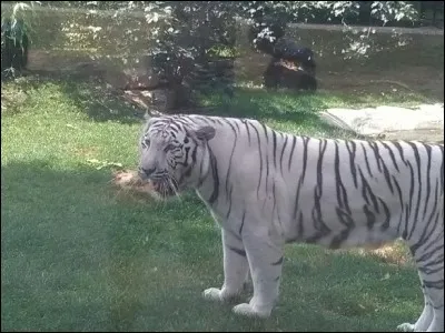 Quel chef aimerais-tu suivre ?