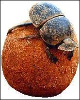 Combien de mtres parcourt le bousier avec sa bouse en une minute?