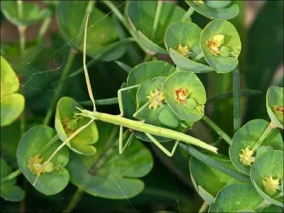 Combien mesure le plus grand phasme?