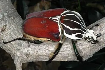 Combien peut peser ce scarabe?