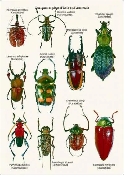 Combien y a-t-il d'espces de coleoptres?