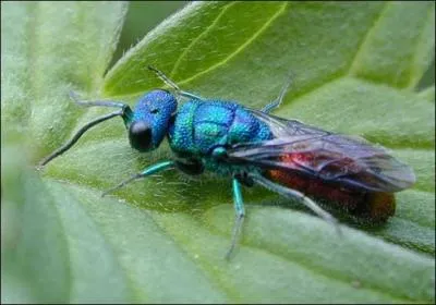 Combien mesure l'insecte le plus petit du monde?