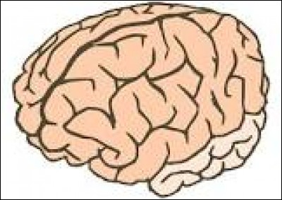 Le poids moyen du cerveau est de :