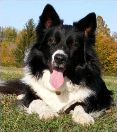 Quelle est la taille du Border ?