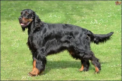 Quelles races ont aidé le Border à fixer son sang ?