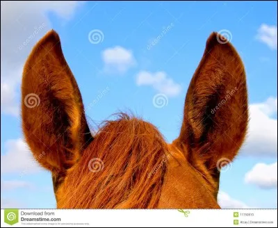 Un poney qui a les oreilles en avant, ça signifie que ...