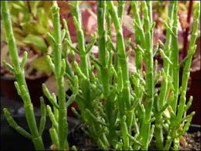 Quel est le nom de ce curieux légume ?