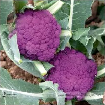 C'est un chou très coloré, mais de quel chou s'agit-il exactement ?