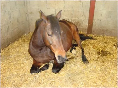 Quand ton cheval est couché dans son box et qu'il ne veut pas se lever lorsque tu vas le chercher, que fais-tu ?