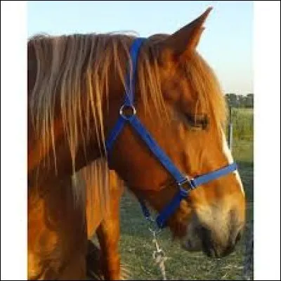 Quand tu mets le licol à un cheval, quelle partie mets-tu par dessus la tête ?