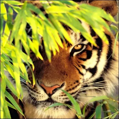 Quel est cet animal ?