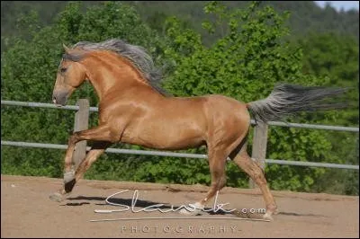Quel est le gène responsable des crins argentés de ce cheval ?