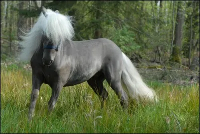 De quelle robe est ce cheval ?