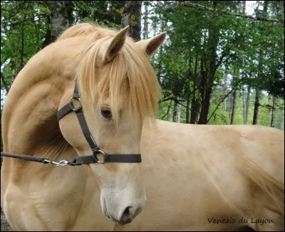 De quelle robe est ce cheval ?