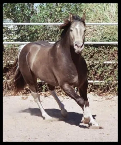 Ce cheval est de robe...
[Plusieurs réponses possibles]