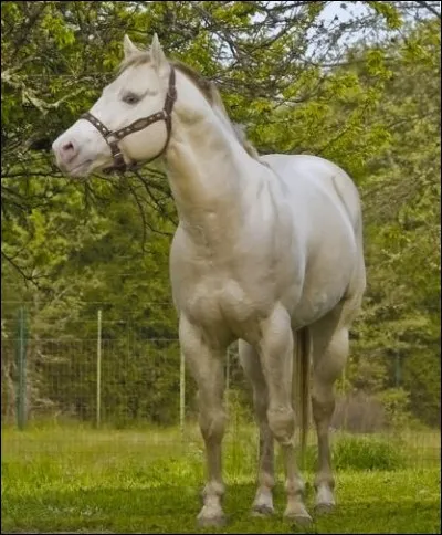 Ce cheval pie overo est...
[Plusieurs réponses]