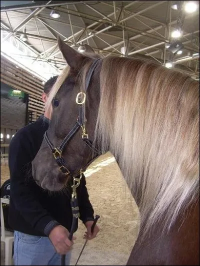 Ce cheval est...