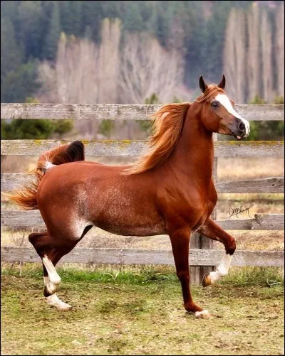 Cet étalon est de robe..