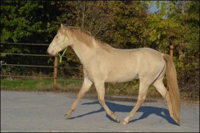 Quelle est la robe de ce cheval ?